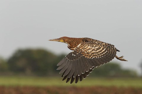 Rufescent Tiger Heron (Tigrisoma lineatum) juvenile flying, Los Llanos, Venezuela