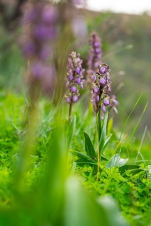 Vivid Himantoglossum robertianum orchids flourish among a sea of fresh greenery, showcasing their