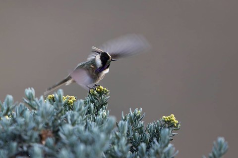 Buffy Helmetcrest (Oxypogon stuebelii) male perched on a bush, Los Nevados National Park, Colombia