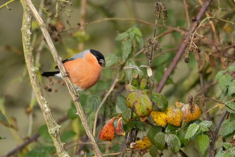 Eurasian or Common bullfinch (Pyrrhula pyrrhula) adult male garden bird feeding on nettle seeds in