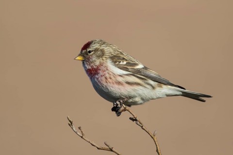 Common Redpoll (Acanthis flammea) male perched on a branch, Netherlands