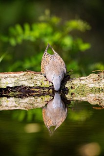 Turtle Dove (Streptopelia turtur) Hungary