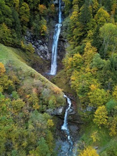 Autumn-coloured sycamore maple (Acer pseudo plantanus), at the Diesbach waterfall, Canton Glarus,