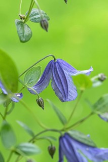 Clematis alpina, An den Dorfwiesen 9, Federal Republic of Germany
