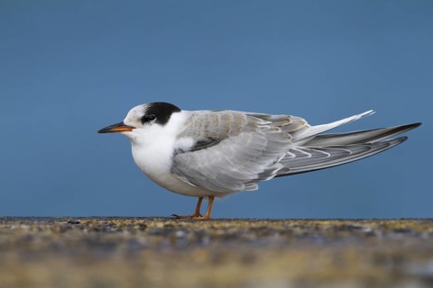 Common Tern (Sterna hirundo), Schleswig-Holstein, Germany