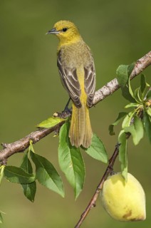 Orchard Oriole (Icterus spurius) female perched on a branch, Texas, USA