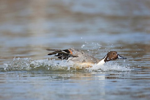 Northern Pintail (Anas acuta) male flying, British Columbia, Canada