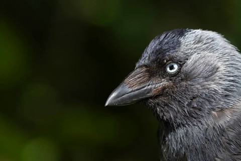 Jackdaw (Corvus monedula) adult corvid bird head portrait, England, United Kingdom