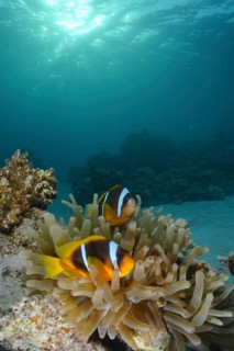 Red sea anemonefish (Amphiprion bicinctus)