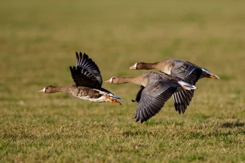 Greater White-fronted Goose (Anser albifrons) group flying, North Rhine-Westphalia, Germany