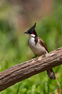 Red-whiskered Bulbul (Pycnonotus jocosus hainanensis), Yunnan, China