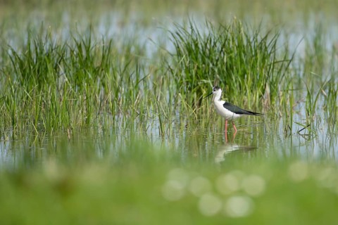 Black winged stilt (Himantopus himantopus) adult wading bird in a shallow lagoon in spring, RSPB