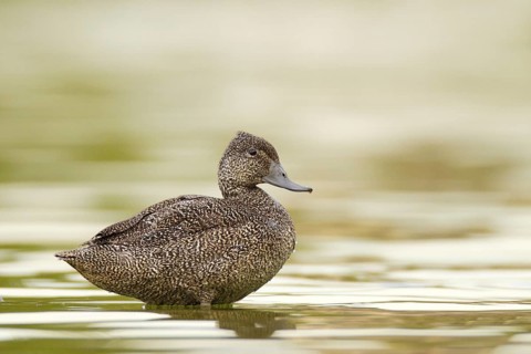 Freckled Duck (Stictonetta naevosa), Western Australia, Australia