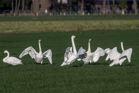 Whooper swans (Cygnus cygnus), Emsland, Lower Saxony, Germany