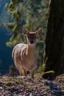 One female Manchurian sika deer or Dybowski's sika deer (Cervus nippon mantchuricus or Cervus