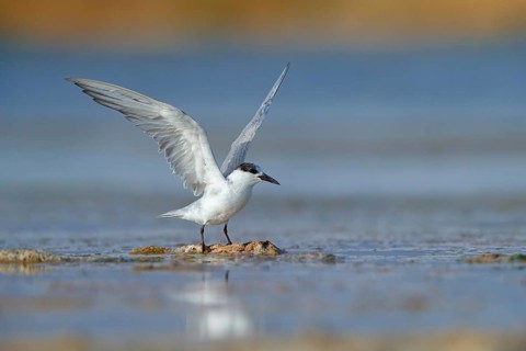 White-bearded Tern, White-bearded Tern, (Chlidonias hybridus), (Chlidonias hybrida), Marsh Tern
