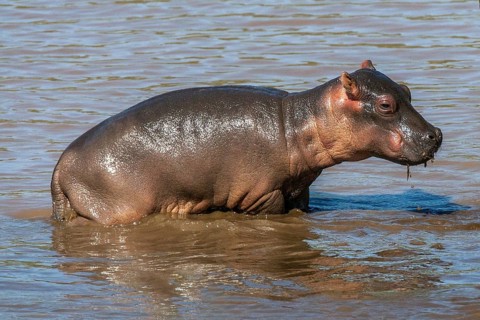 Young hippopotamus (Hippopotamus amphibius) juvenile, Africa, Kenya, Masai Mara