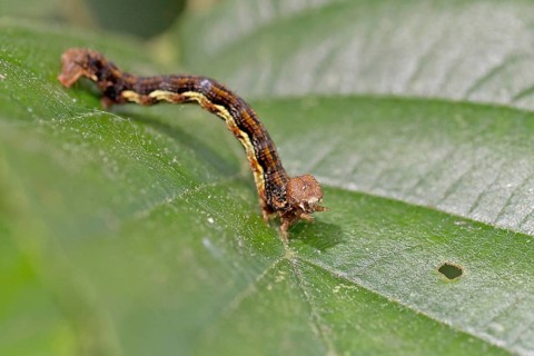 Mottled Umber (Erannis defoliaria), caterpillar, colourful, close-up, Germany