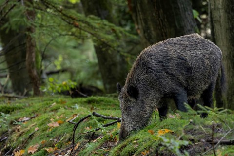Instead of fleeing, the wild boar (Sus scrofa) starts searching for beechnuts and acorns, mast
