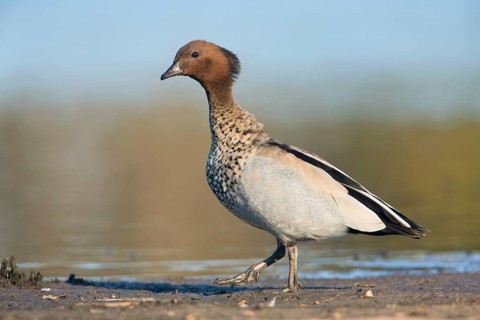 Maned Duck (Chenonetta jubata) male, Victoria, Australia