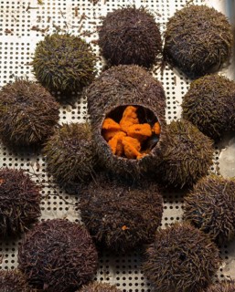 Opened sea urchin with orange-coloured interior on a metal grid, edible sea urchin, fish market,