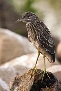 Black-crowned Night Heron (Nycticorax nycticorax) juvenile, Andalusia, Spain