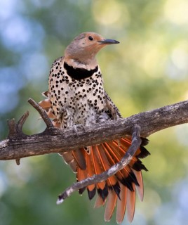 Northern Flicker (red shafted), Colaptes auratus, stretching its wings in Val Marie, Saskatchewan,