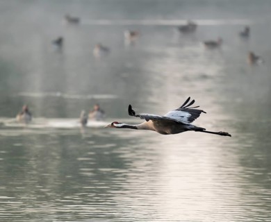 Crane (Grus grus) in flight over a lake, morning mist, geese on the water behind, Lower Saxony,