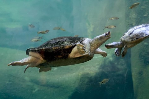 Burmese Roofed Turtle (Batagur trivittata), adult, in water, swimming, Myanmar, Asia, captive
