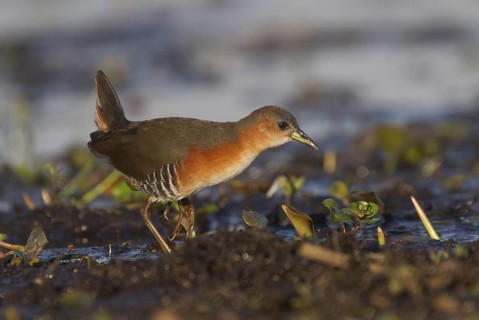 Red-and-white Crake (Laterallus leucopyrrhus), Corrientes, Argentina