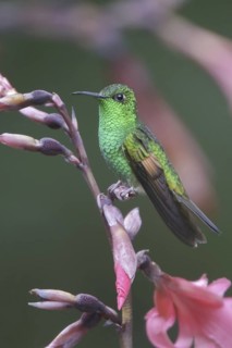 Stripe-tailed Hummingbird (Eupherusa eximia), Costa Rica