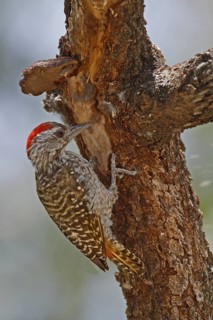 Cardinal Woodpecker (Dendropicos fuscescens) male, Lake Baringo, Kenya