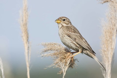 Corn Bunting - Grauammer - Miliaria calandra ssp. calandra, Croatia, adult