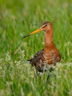 Black-tailed Godwit (Limosa limosa), Netherlands