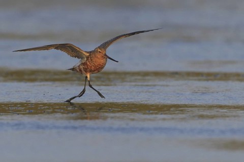 Bar-tailed Godwit (Limosa lapponica), Texel, Netherlands
