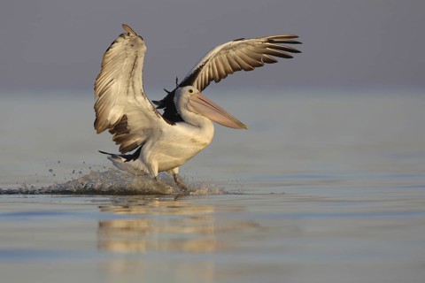 Australian Pelican (Pelecanus conspicillatus), Victoria, Australia