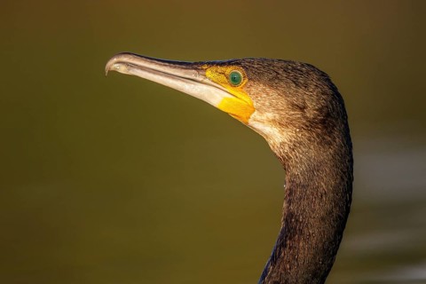 Great Cormorant (Phalacrocorax carbo), North Rhine-Westphalia, Germany
