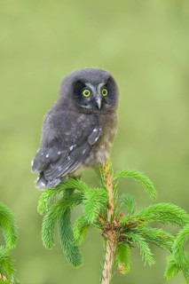 Great Horned Owl (Aegolius funereus), young bird sitting on a spruce top, wildlife, nature