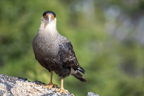 Crested caracara (Caracara plancus), seen in Nahuel Huapi National Park, Bariloche, Patagonia,