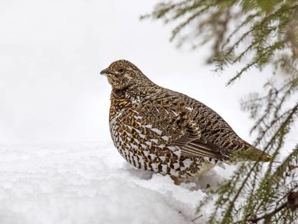 Spruce Grouse (Falcipennis canadensis) female, Saskatchewan, Canada