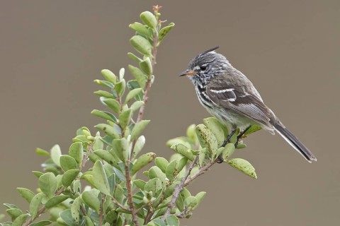 Yellow-billed Tit-Tyrant (Anairetes flavirostris) perched on a branch in Bolivia, South America