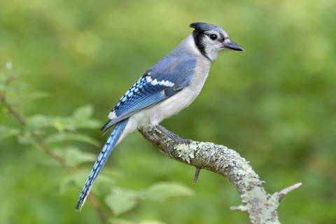 Blue Jay Cyanocitta cristata Coon Fork County Park, Eau Claire County, Wisconsin, USA 1 August