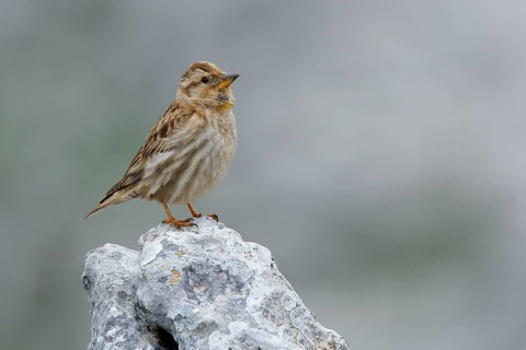 Rock Sparrow (Petronia petronia) perched on a rock, Andalusia, Spain