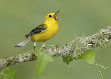 Prothonotary Warbler (Protonotaria citrea) singing, Texas, USA