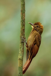 Tawny-winged Woodcreeper (Dendrocincla anabatina) perched on a branch in Guatemala in Central