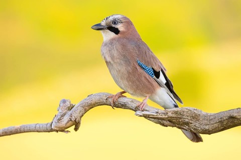 Jay, European Jay, Jay, eurasian jay (Garrulus glandarius), Geai des chênes, Arrendajo Común,