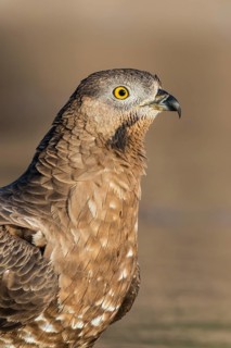 European Honey Buzzard (Pernis apivorus), Eilat, Israel