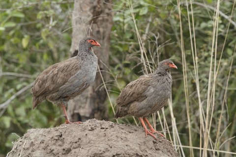 Red-necked Spurfowl (Pternistis afer) pair, Lake George, Uganda