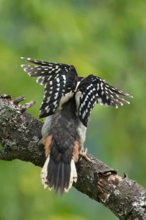 Great Spotted Woodpecker (Dendrocopos major) juvenile, Rhineland-Palatinate, Germany