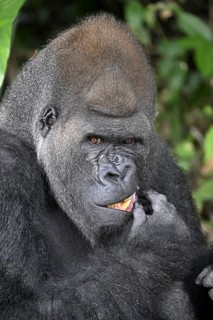 Western lowland gorilla (Gorilla gorilla gorilla) in the Réserve Lésio-Louna nature reserve, near
